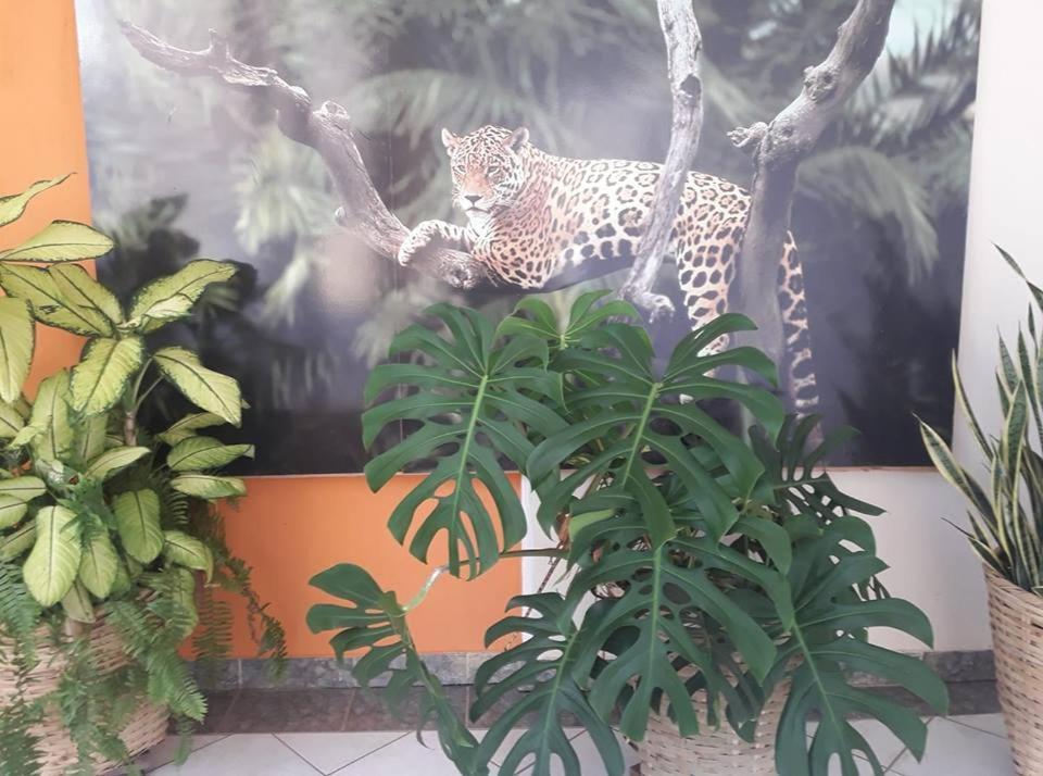 Hotel Pousada And Safari Куяба Екстер'єр фото