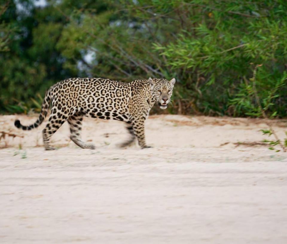 Hotel Pousada And Safari Куяба Екстер'єр фото